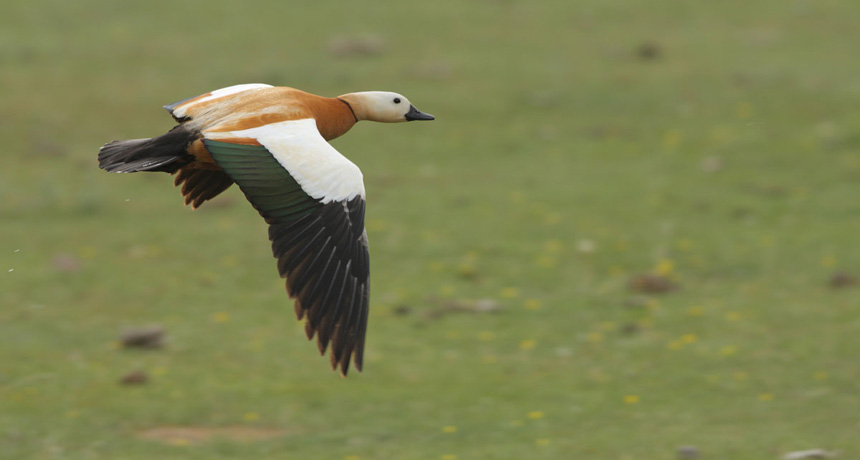 Ruddy shelducks