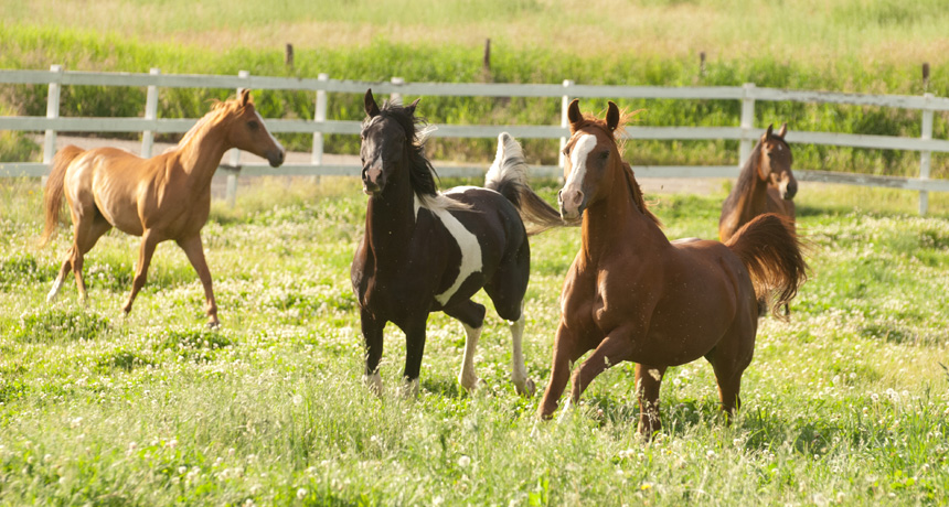 horses