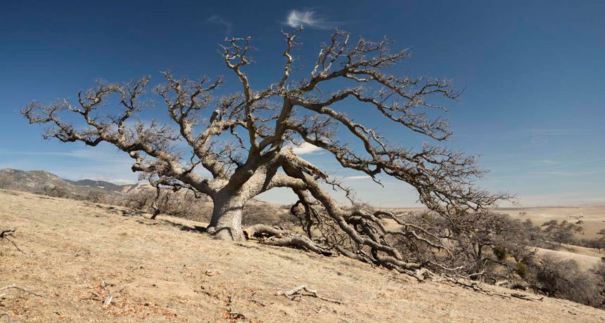 Mojave