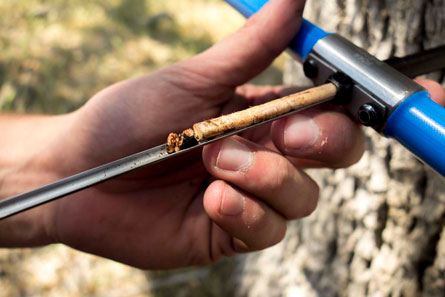 oak ring core