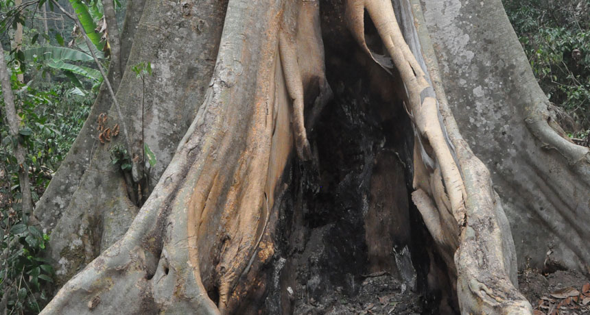 A hollow tree
