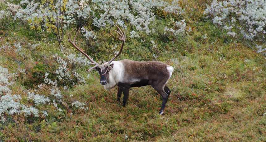 reindeer
