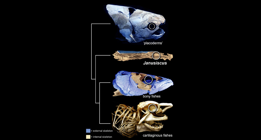 Jawed fish tree