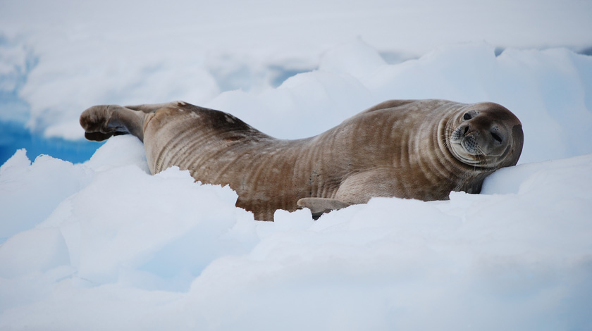 Weddell seal