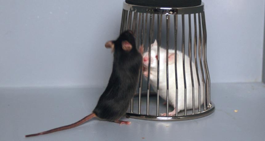 Mouse exploring