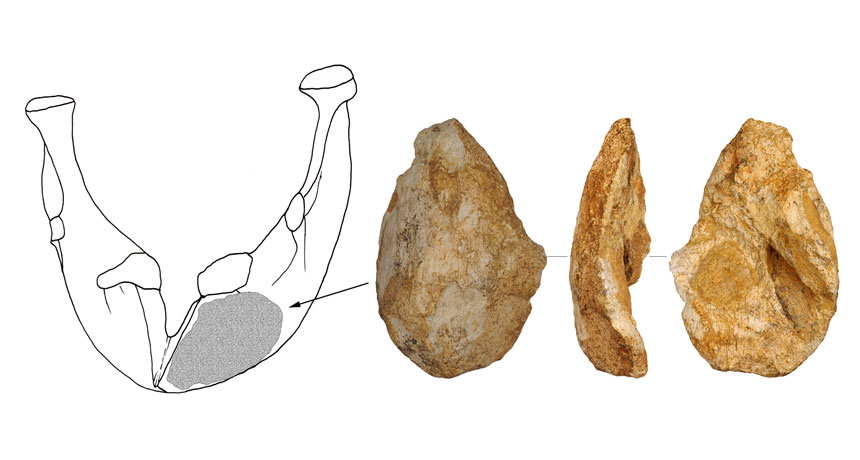 Bone hand ax