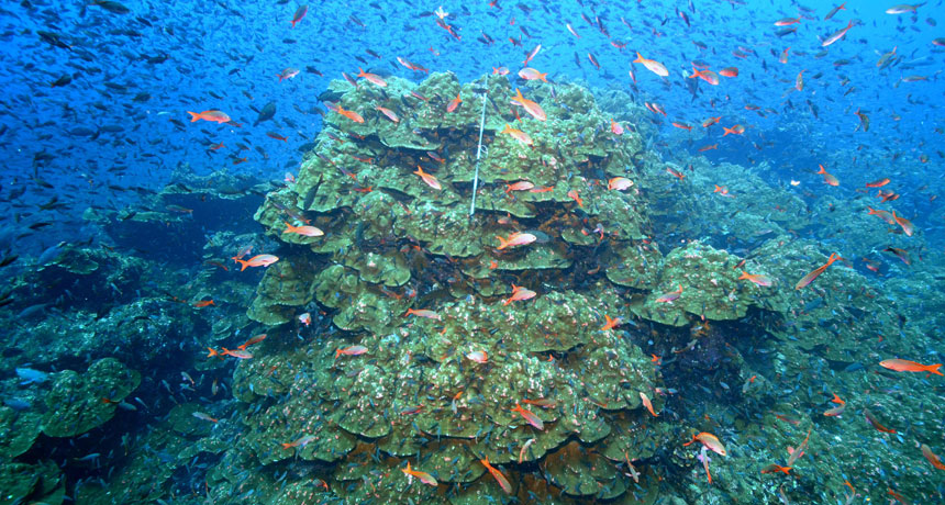 Galápagos waters preview future for corals