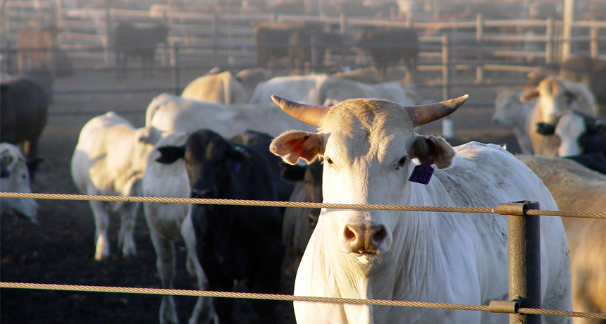 Dusty cows