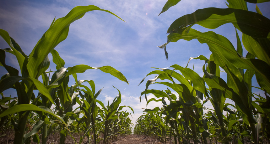 Crops