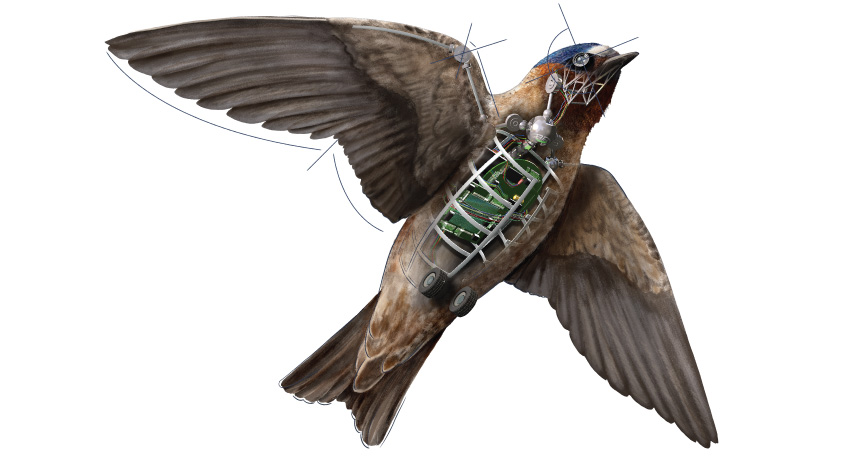 Flying animals can teach drones a thing or two Flying animals can teach drones a thing or two