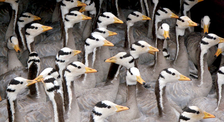 Lots of geese