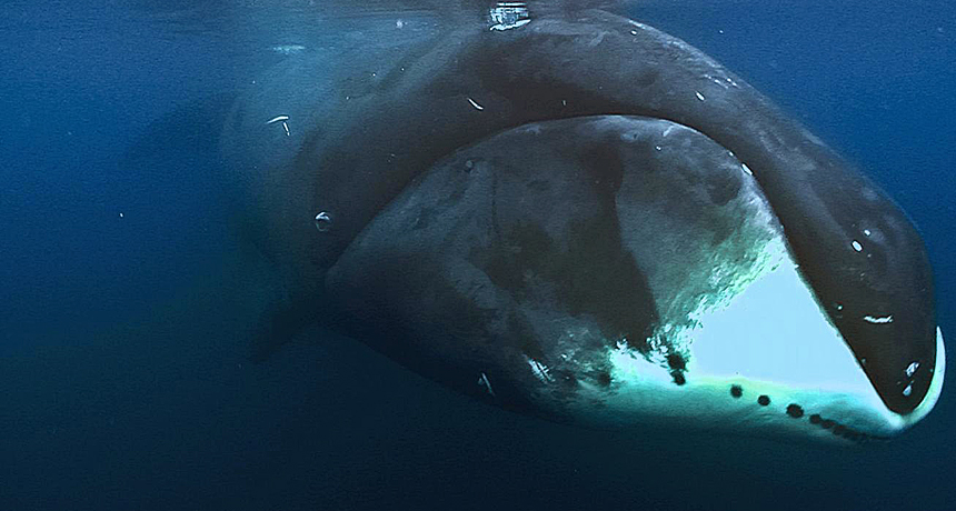 Bowhead whales may unlock the secrets to a long, healthy life