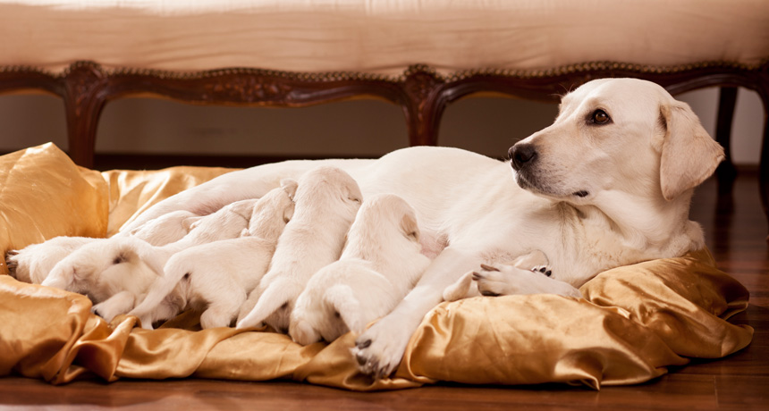 Pregnancy in mammals evolved with help from roving DNA