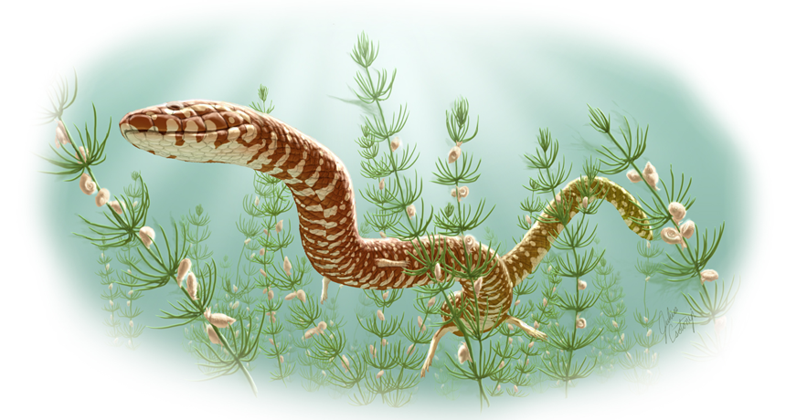 Snakes crawled among Jurassic dinosaurs, new timeline says