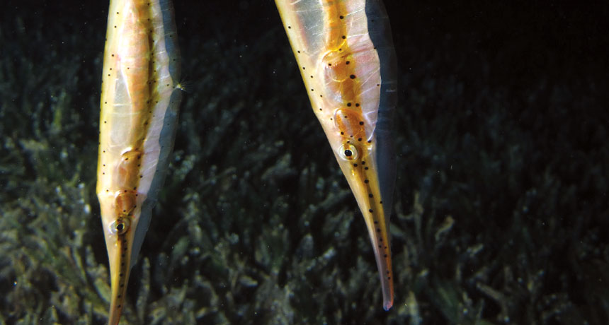 Shrimpfish