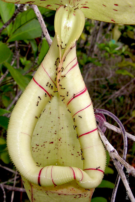 pitcher plant ants