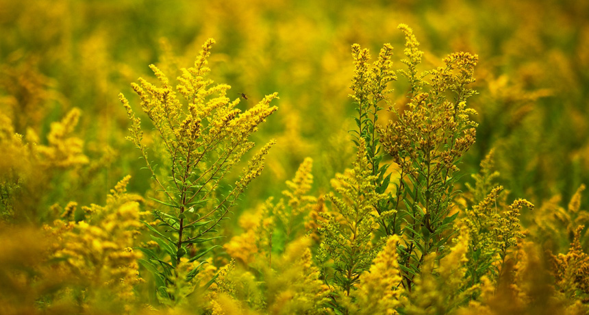 Goldenrod in a field