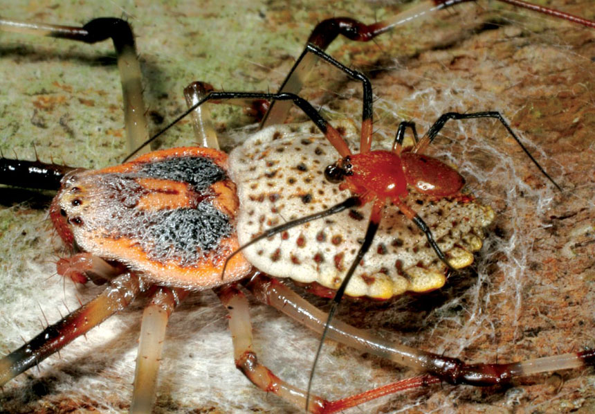 male coin spider