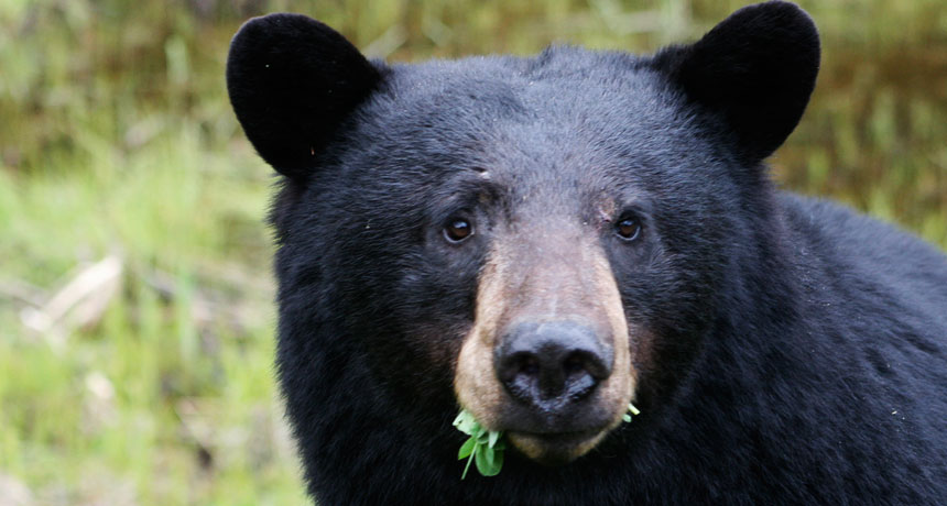 black bear