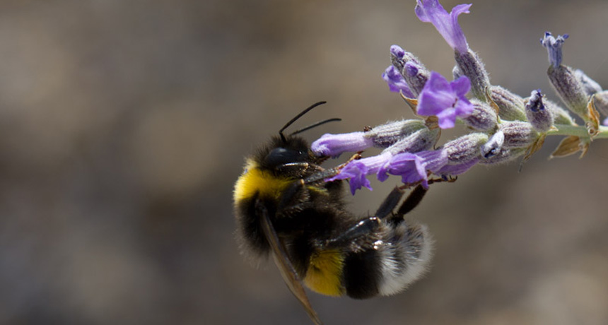 bumblebee
