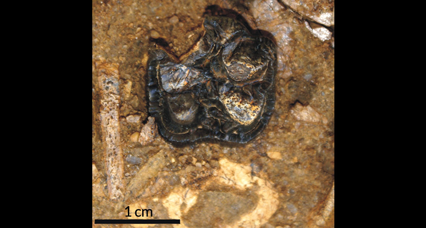 Fossilized teeth