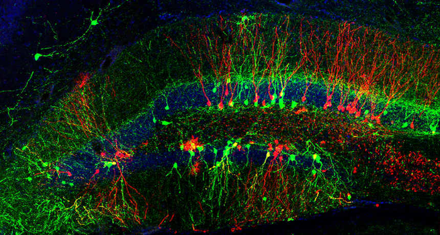 Neuron connections