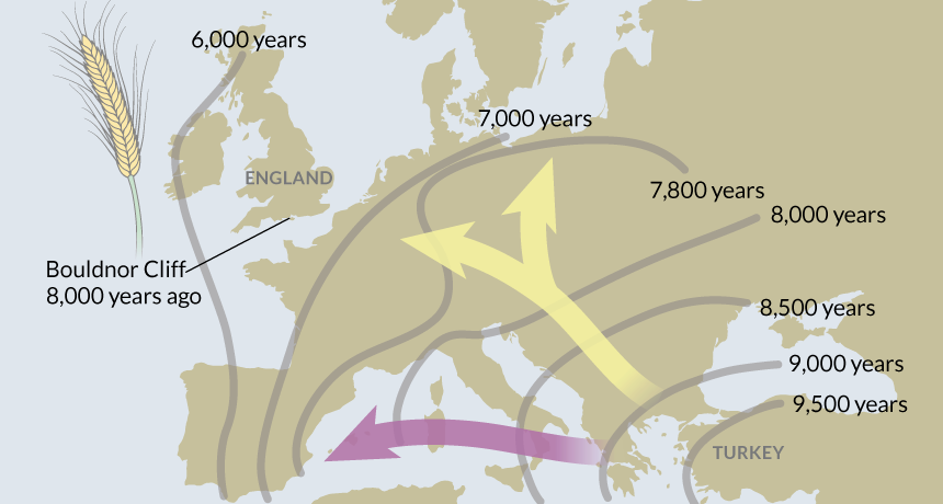 wheat map