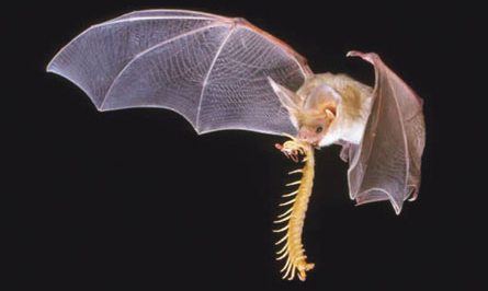 pallid bat