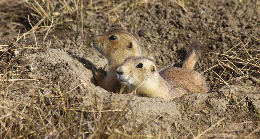 Noise made by humans can be bad news for animals Noise made by humans can be bad news for animals