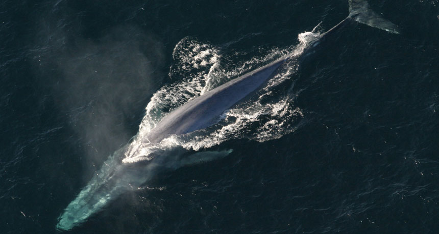 Ocean animals have bulked up since ancient eras Ocean animals have bulked up since ancient eras