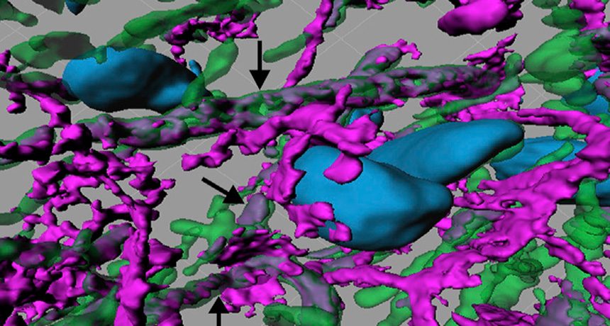 Transplaneted cells