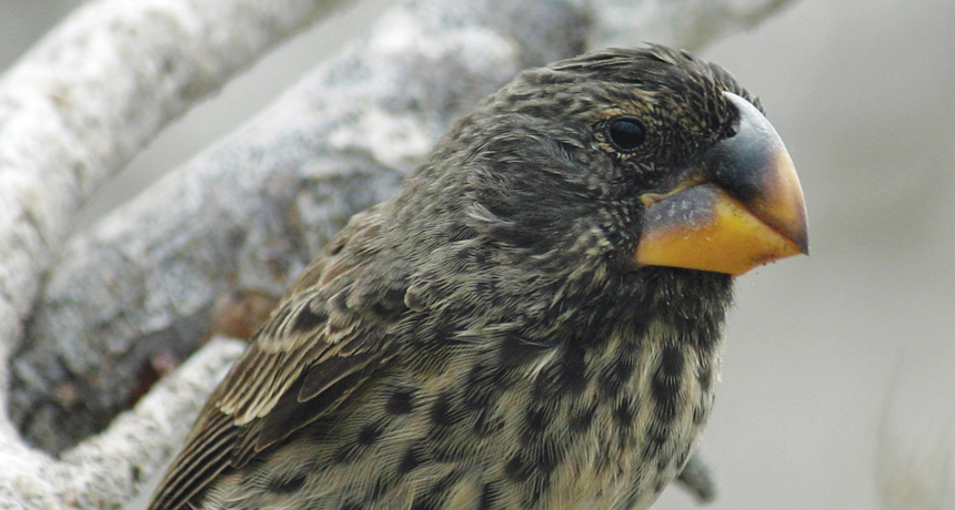 Large ground finch
