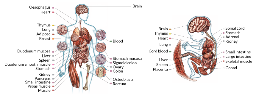diagram of body parts