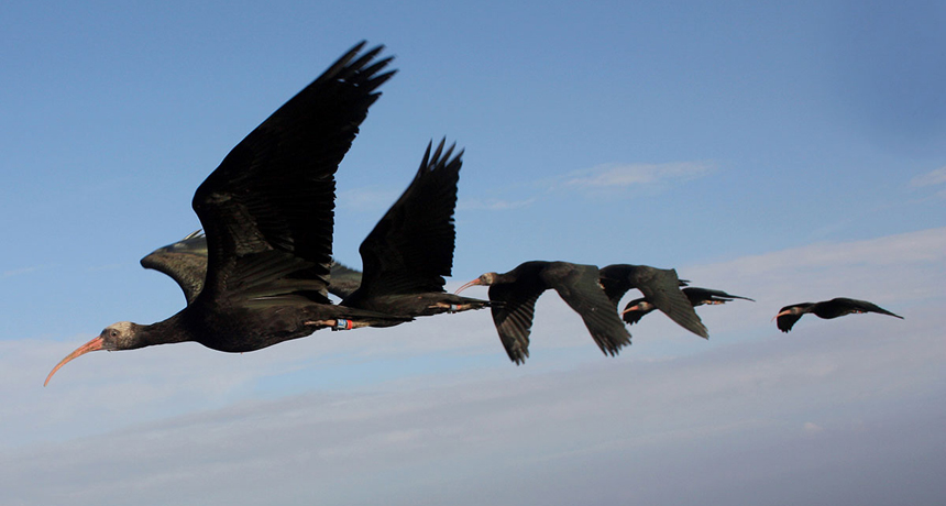 Norther bald ibises flying