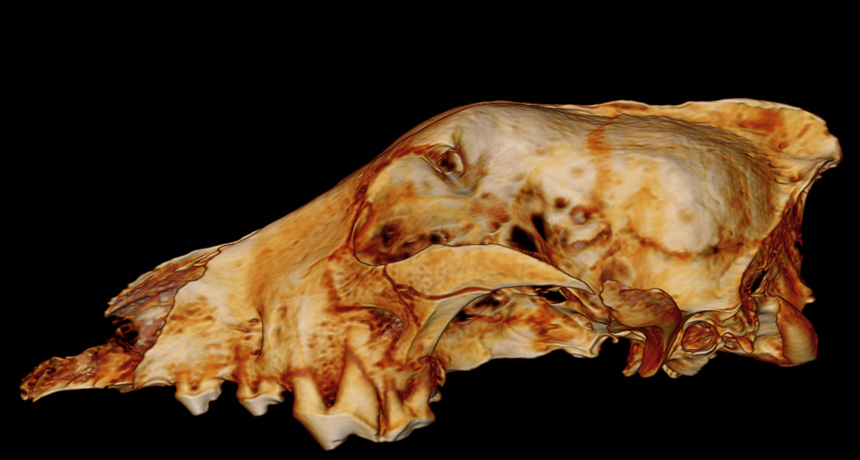 3-D image of fossilized wolf skull