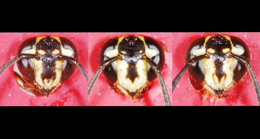 wasp faces