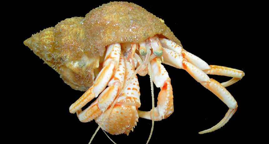 hermit crab