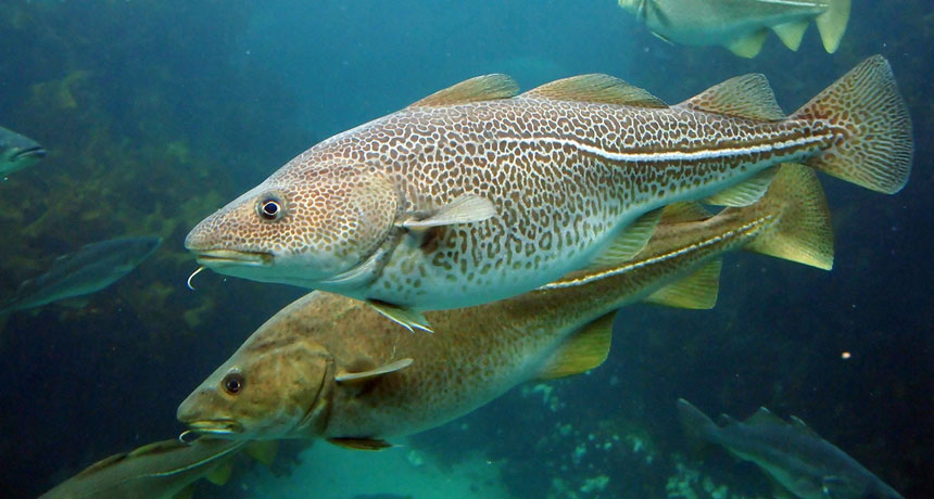 Atlantic cod