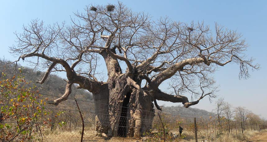 Huge Hollow Baobab Trees Are Actually Multiple Fused Stems Science News