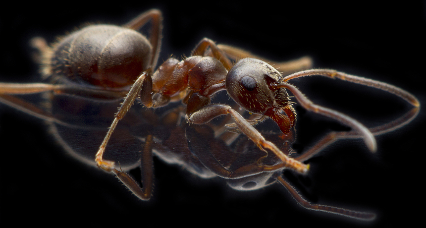 black garden ant