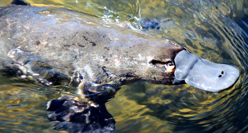 platypus