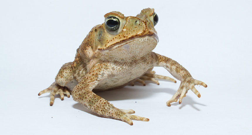 Toads prefer to bound, not hop | Science News