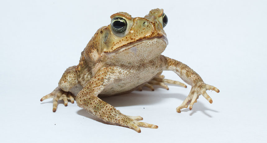Toads prefer to bound, not hop | Science News Toads prefer to bound, not hop | Science News