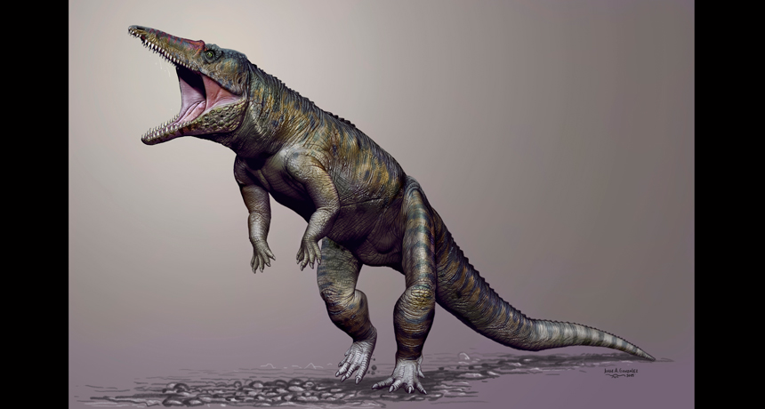 croc fossil