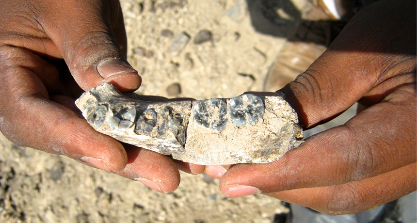 partial jaw fossil