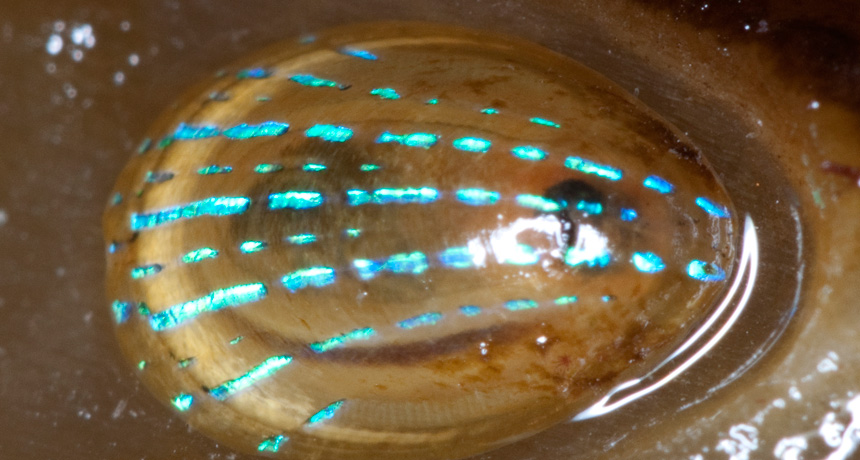 limpet