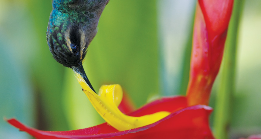 green hermit hummingbird