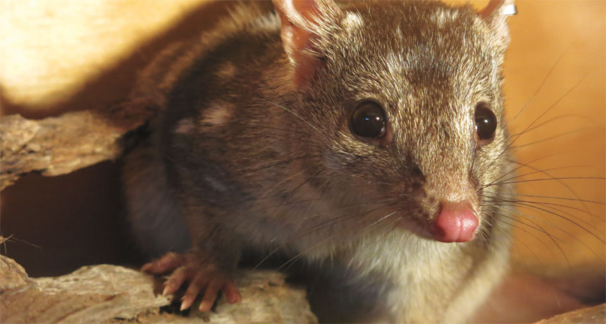 A Northern quoll