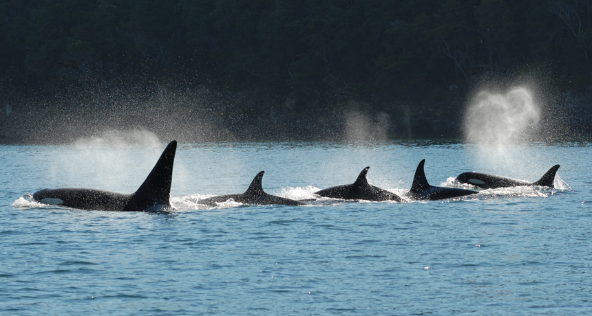 group of killer whales