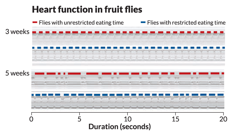 fruit fly heartbeat graph